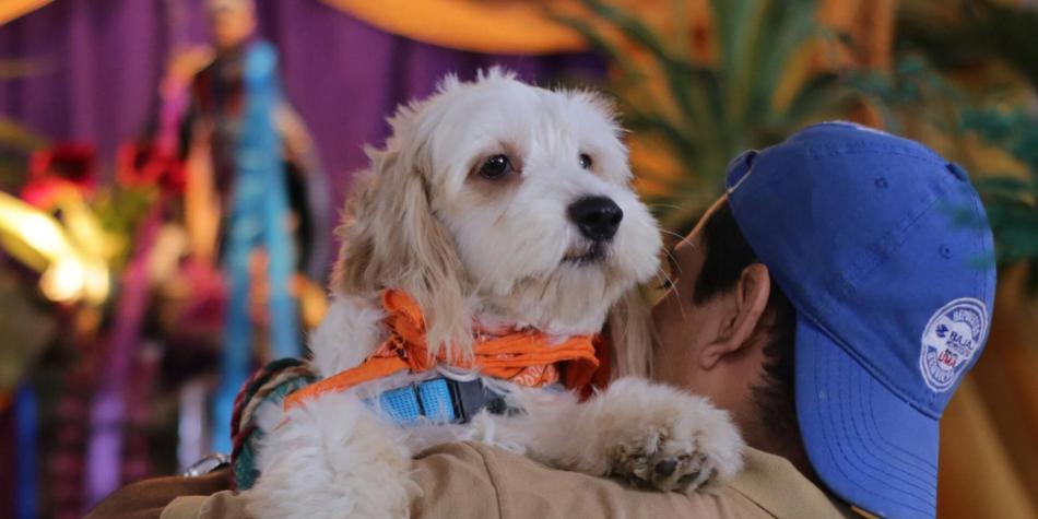 ¿Está mal tratar a los perros como un hijo?, esto dicen expertos