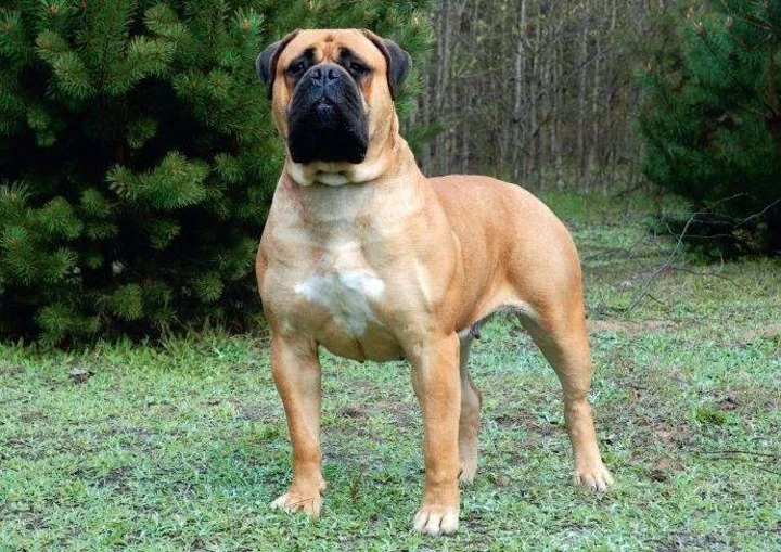 Un perro Bullmastiff mutiló salvajemente a un niño de cuatro años que jugaba en la casa de un amigo