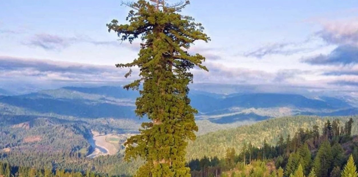 Multa de CINCO MIL DÓLARES y cárcel para quien se acerque al árbol más alto del mundo