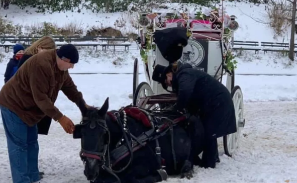 Condenaron el maltrato a caballo de carruaje turístico en Nueva York