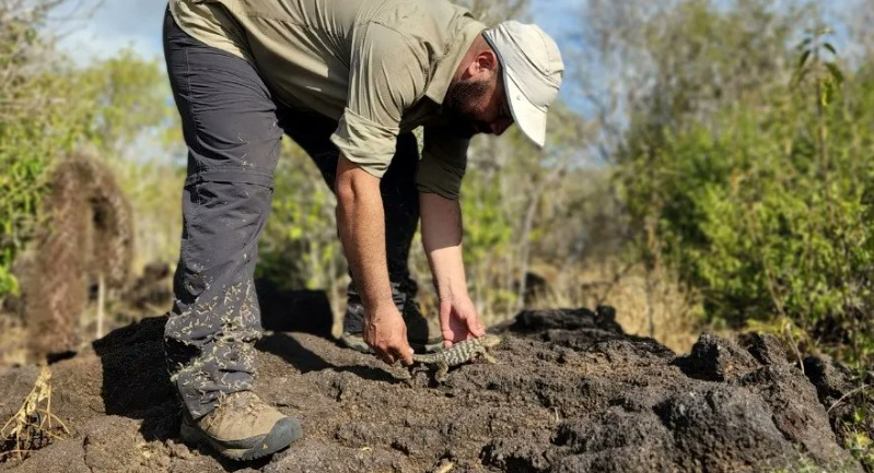 Nacieron iguanas terrestres en isla de Galápagos después de casi dos siglos (Video)