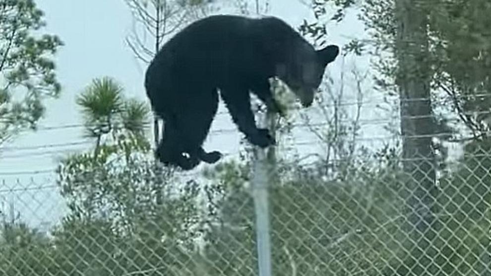 Oso furtivo salta una valla con alambre de púas de una base militar estadounidense como si nada (VIDEO)