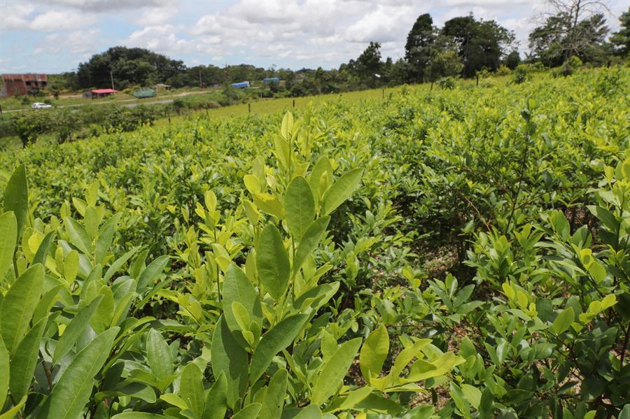 Tildan de “unilateral” la inclusión de Bolivia en la lista de productores de drogas