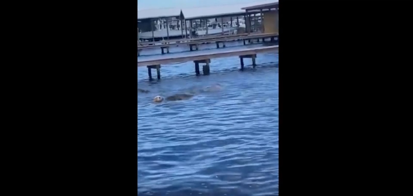 EN VIDEO: el terrible susto de un perro que se metió al mar y se acercó a un grupo de manatíes dormidos