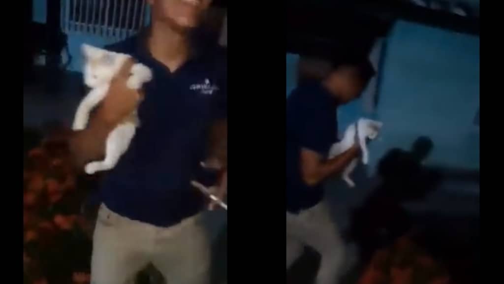 MP imputará a dos hombres por maltratar y asesinar a una mascota en Zulia