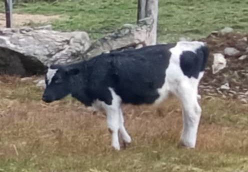 Incertidumbre en páramo merideño: aparecen animales de finca maltratados y descuartizados