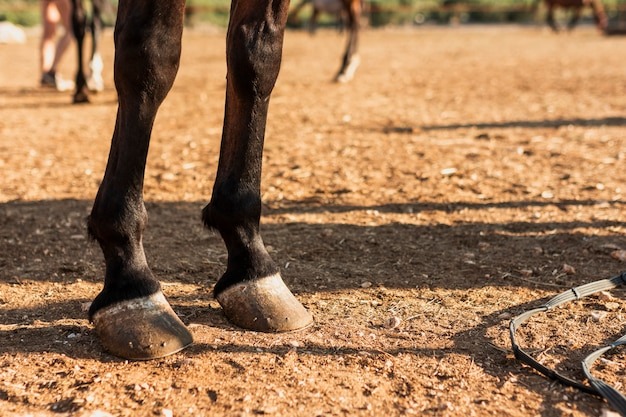 Conmoción en Zulia: Caballo mató a hombre de 72 años de una patada en la cabeza