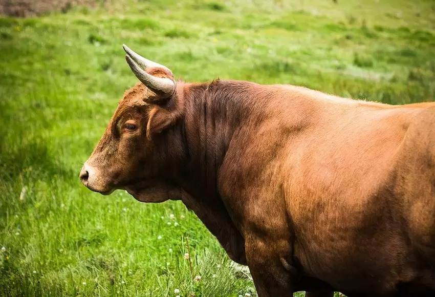 Toro se hizo el “muertito” tras una corrida, pero mató a su carnicero antes de que lo desollaran