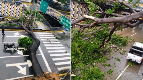 Árbol caído limita el paso en la avenida Libertador este #6Oct (FOTOS)