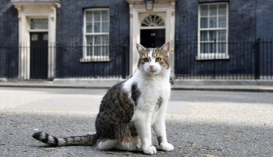 El gato Larry de Downing Street tiene un rival tras la llegada de la familia Starmer