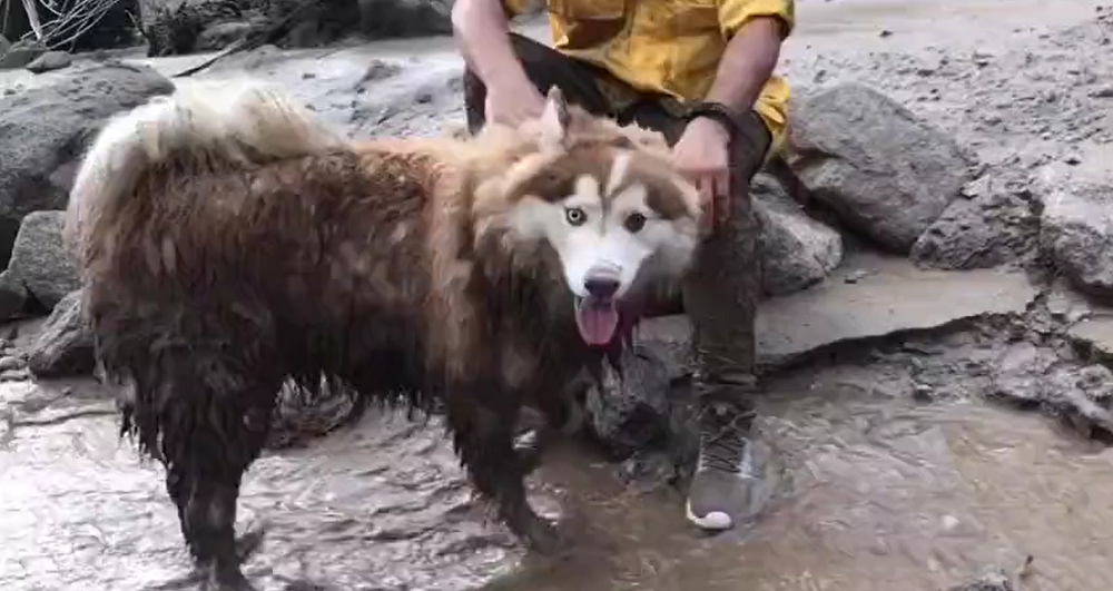 La tragedia en El Castaño dejó numerosas mascotas deambulando por las calles (Imágenes)