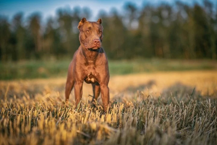 Las cinco razas de perros más peligrosas del mundo