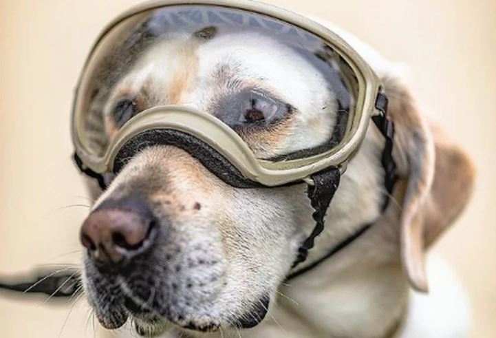 Murió Frida, la perrita rescatista que ayudó tras el terremoto de 2017 en México