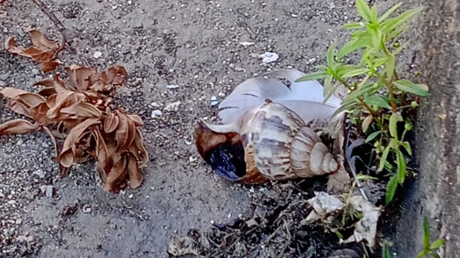 Caracoles africanos invaden los alrededores de la Catedral de Barinas