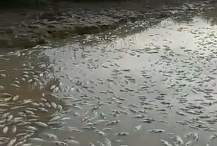 ¡Falso! Alcaldía de Guanarito desmiente mortandad de peces en caño El Venado en Portuguesa