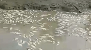 Más de seis mil peces “Coporo” murieron por razones desconocidas en Portuguesa (Video)
