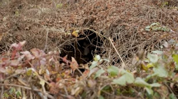 Pánico en Carolina del Norte: Escuchó ruidos extraños y lo que encontró en su jardín la dejó helada del susto