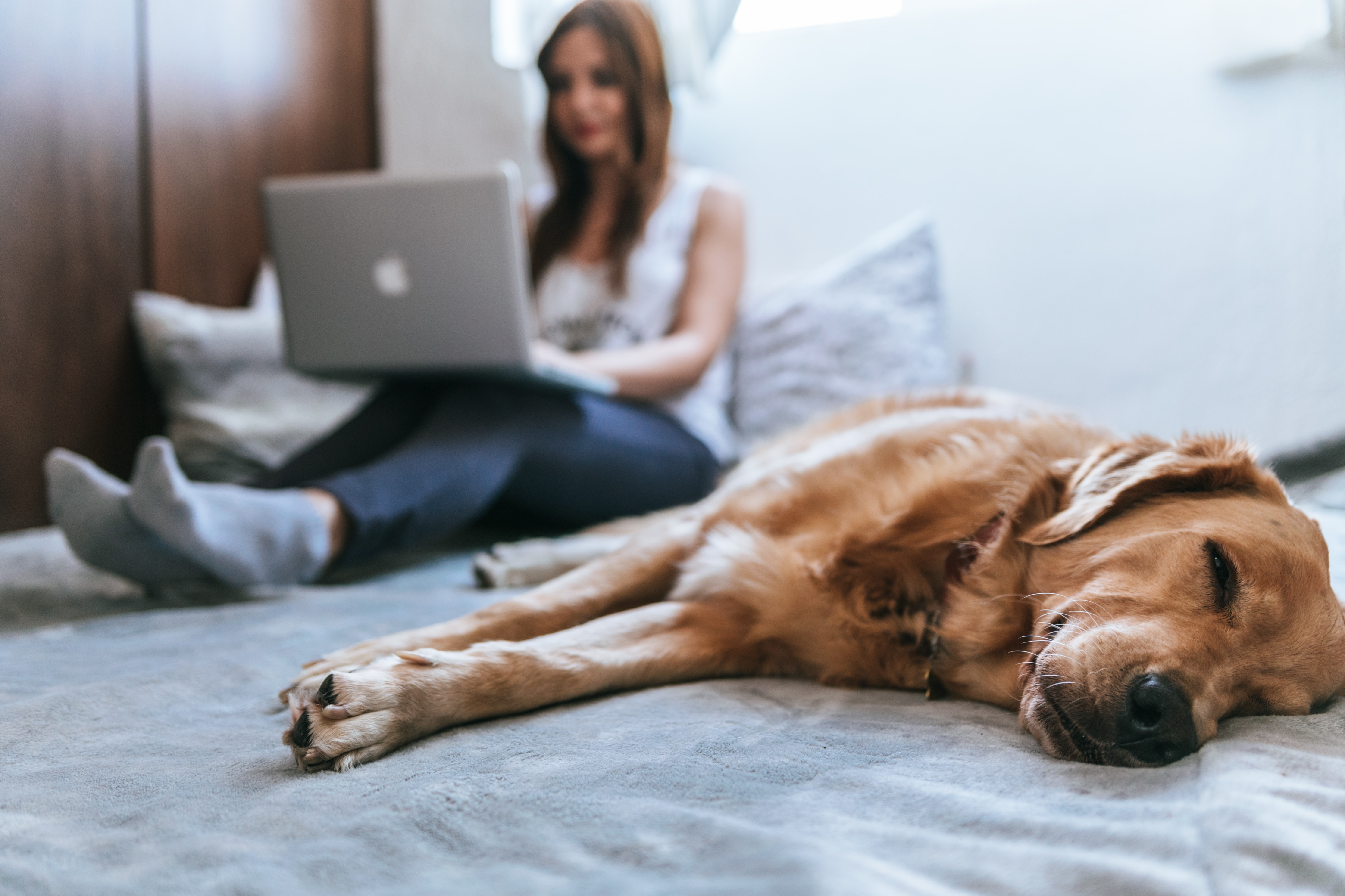 ¿Qué sueñan los animales? Esto es lo que pasa por sus cabezas mientras duermen