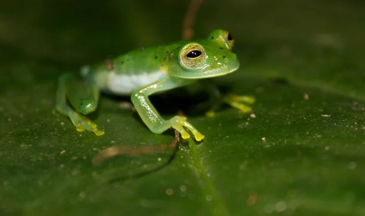 El misterio de las ranas transparentes y por qué podrían ayudar a prevenir enfermedades