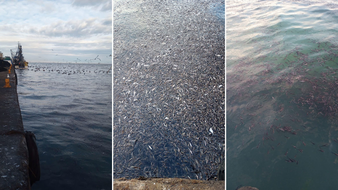 Investigan la misteriosa muerte de miles de peces en México (VIDEOS)