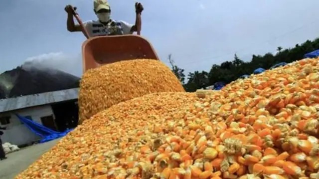 Agricultural production in Guárico, marked by lack of financing and low availability of inputs