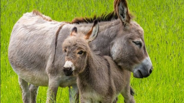 Cómo los burros cambiaron el curso de la historia de la humanidad