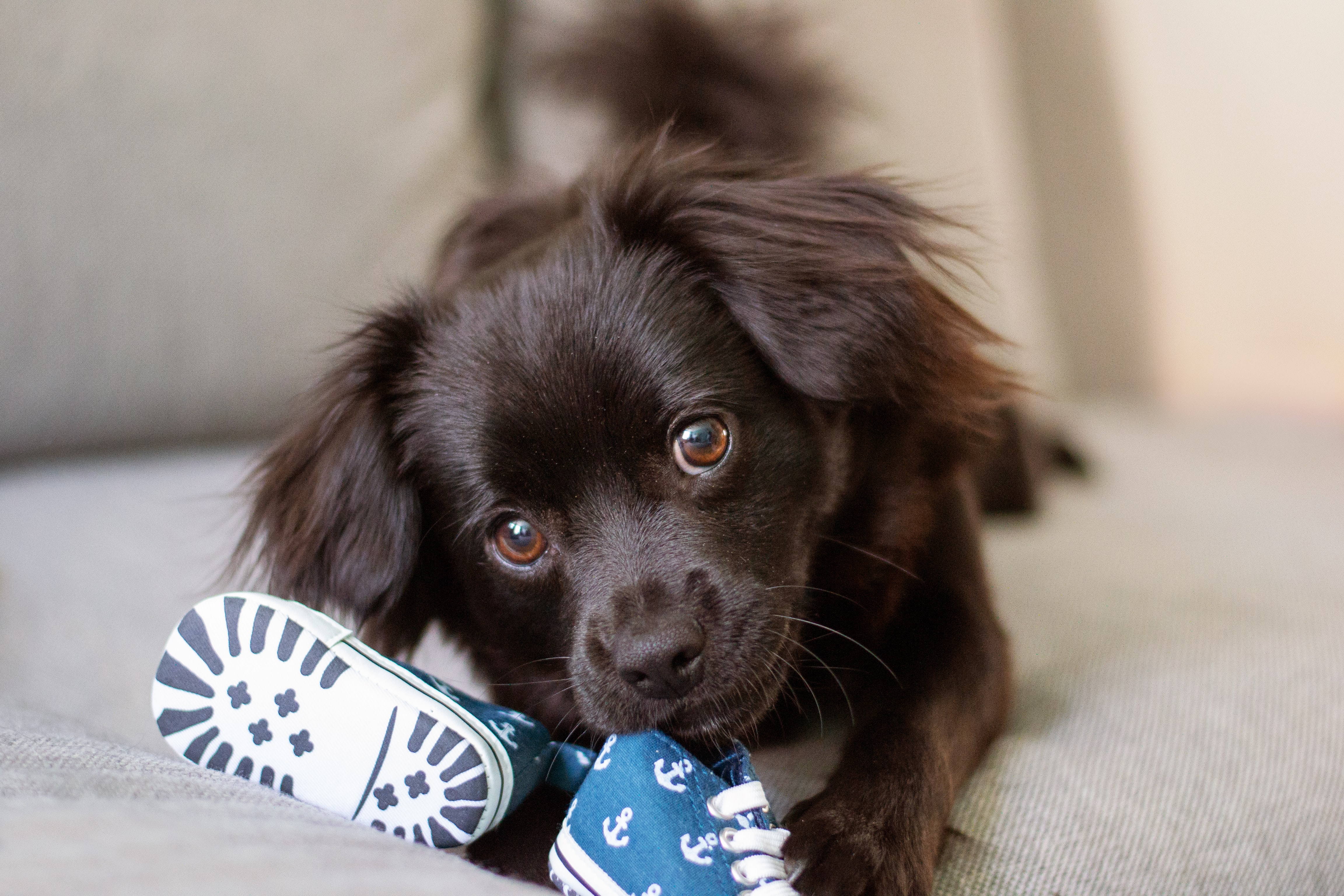 Cuáles son las razas de perros más adecuadas para apartamentos y las que es mejor evitar