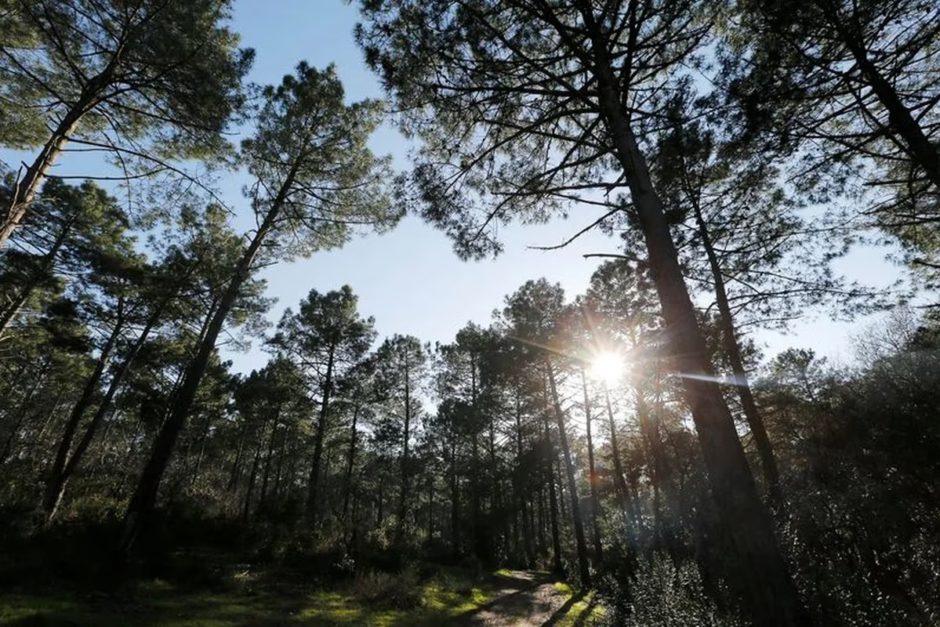 Cómo se puede almacenar más carbono para combatir el cambio climático