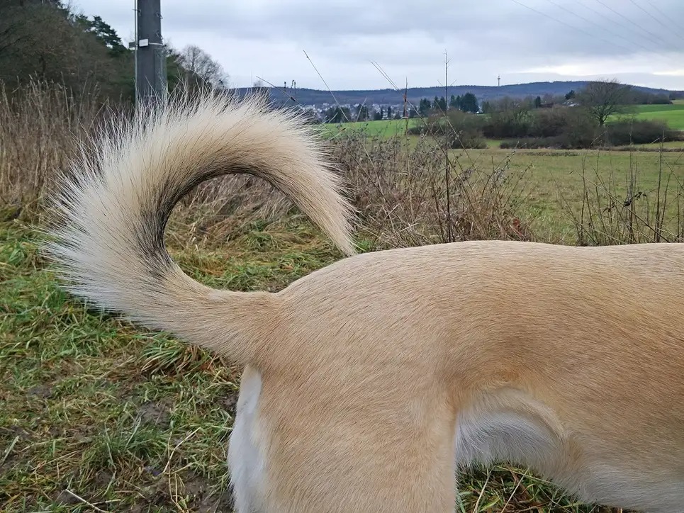 Para qué no utilizan la cola los perros, según la ciencia