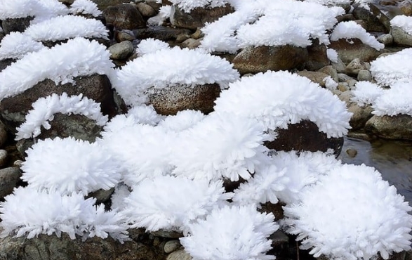 Únicas en el mundo: aparecieron flores de hielo en Italia