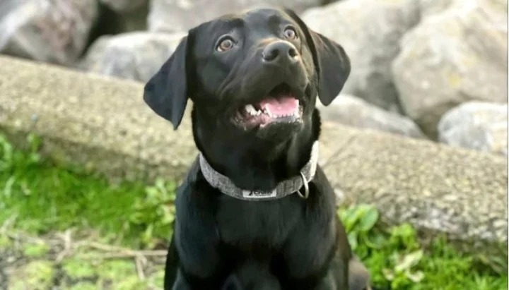 Se compraron un labrador en 600 dólares y ahora necesita una cirugía que vale una fortuna para vivir