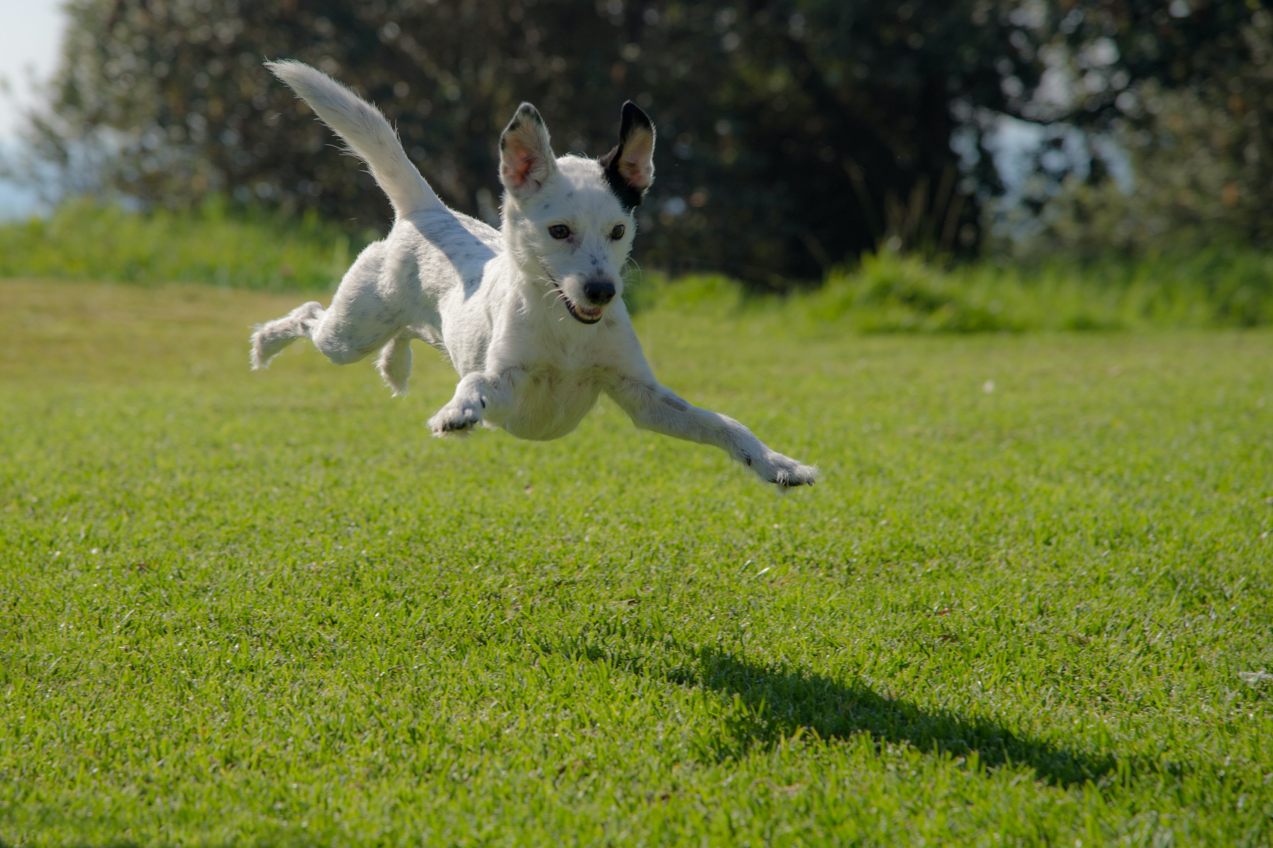 La razón detrás del misterio de los remolinos en los perros, según la ciencia