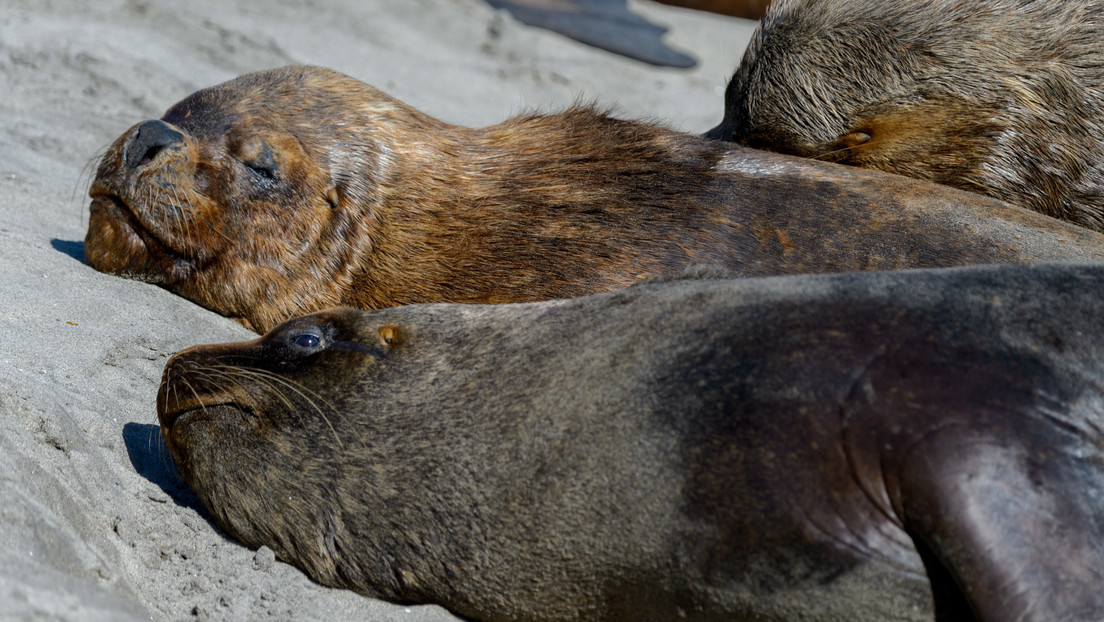 Chile confirma su primer caso de gripe aviar en un lobo marino