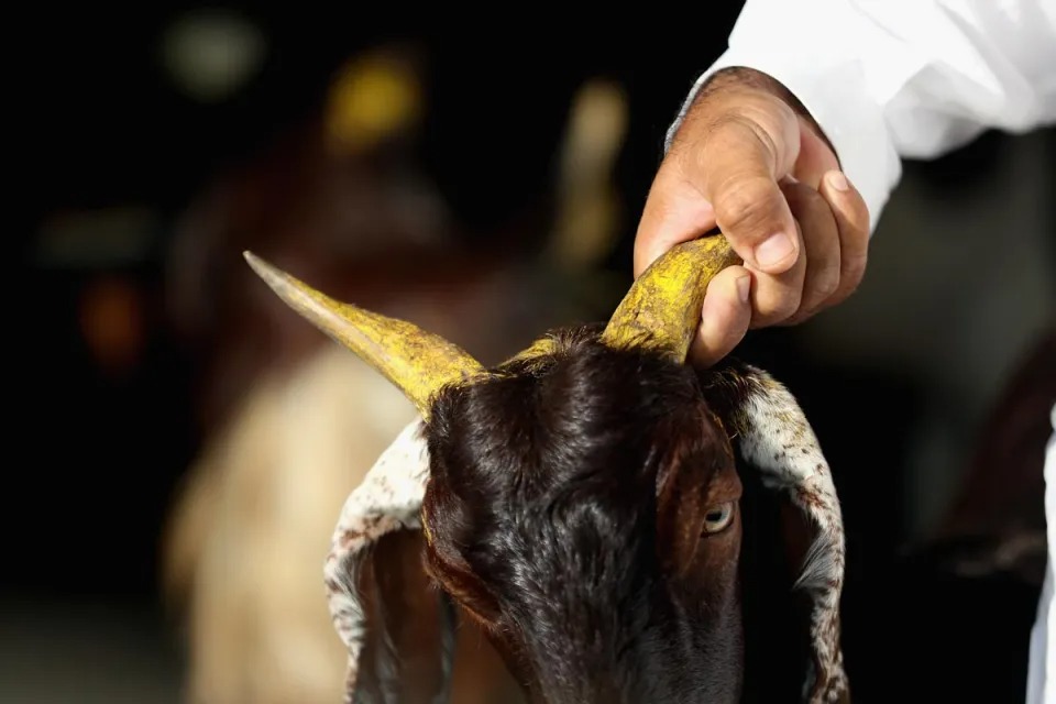 Insólito momento en Texas: Dos cabras fueron encontradas deambulando dentro de un Target