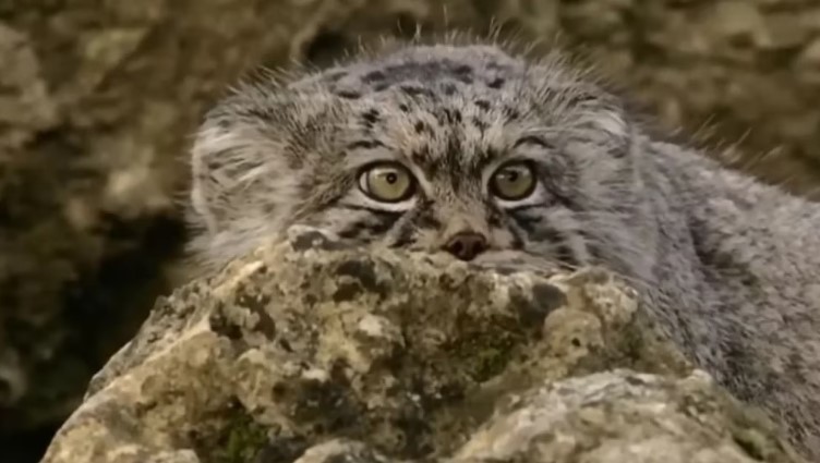 Cómo es Manul, el felino “enojado” que vive en lo más alto del Everest (FOTOS)