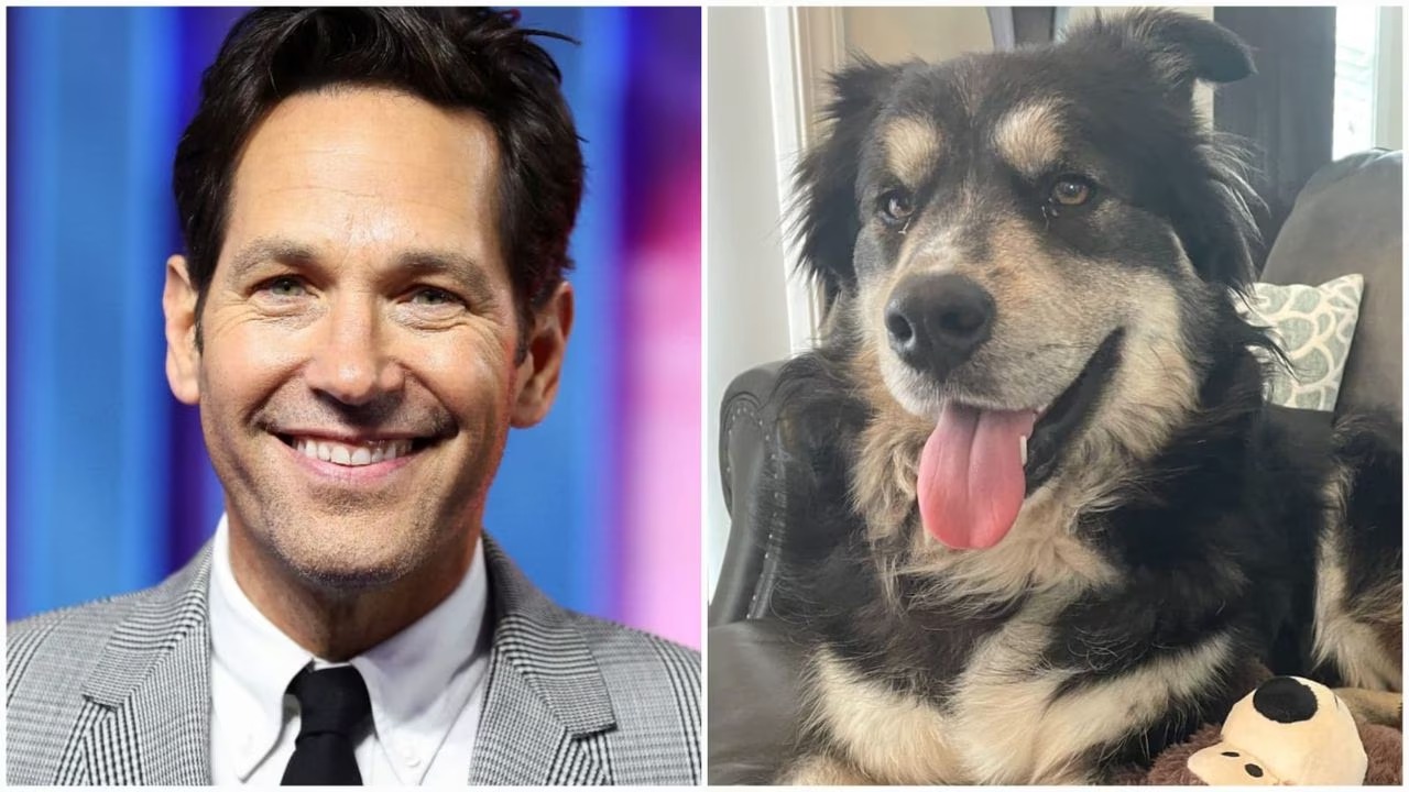 FOTOS: Pawl Ruff, el perro sin hogar en EEUU que es tendencia por su increíble parecido con Paul Rudd