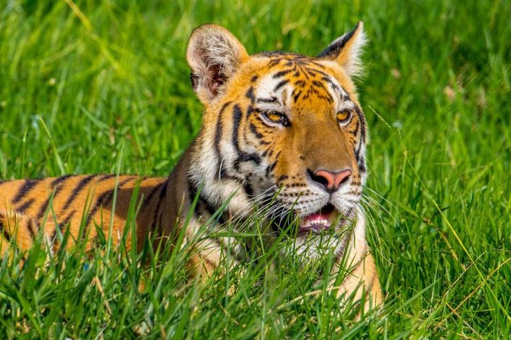 Sacrifican un tigre que escapó de la antigua hacienda de Pablo Escobar en Colombia