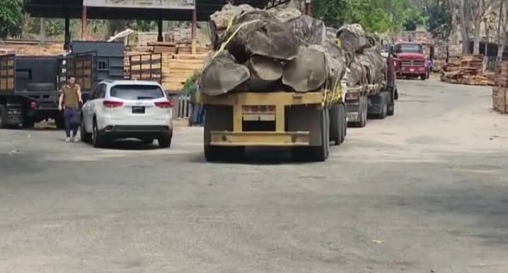 ¿A dónde va esa madera?: Alcalde del municipio Cruz Paredes exige investigar a la socialista “Arreboles de Barinas”