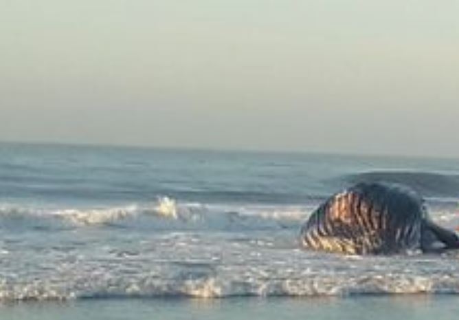 Encuentran muerta una ballena jorobada en playa de Guatemala