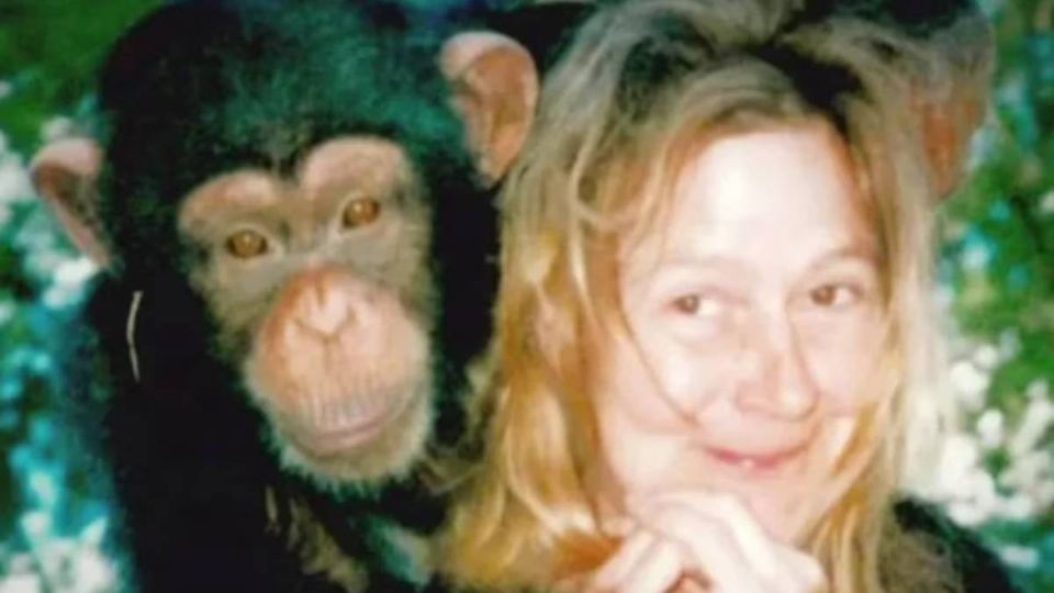 “¡Mi chimpancé se come a mi amiga!”: Mujer fue atacada por la mascota y le arrancó las manos y la cara