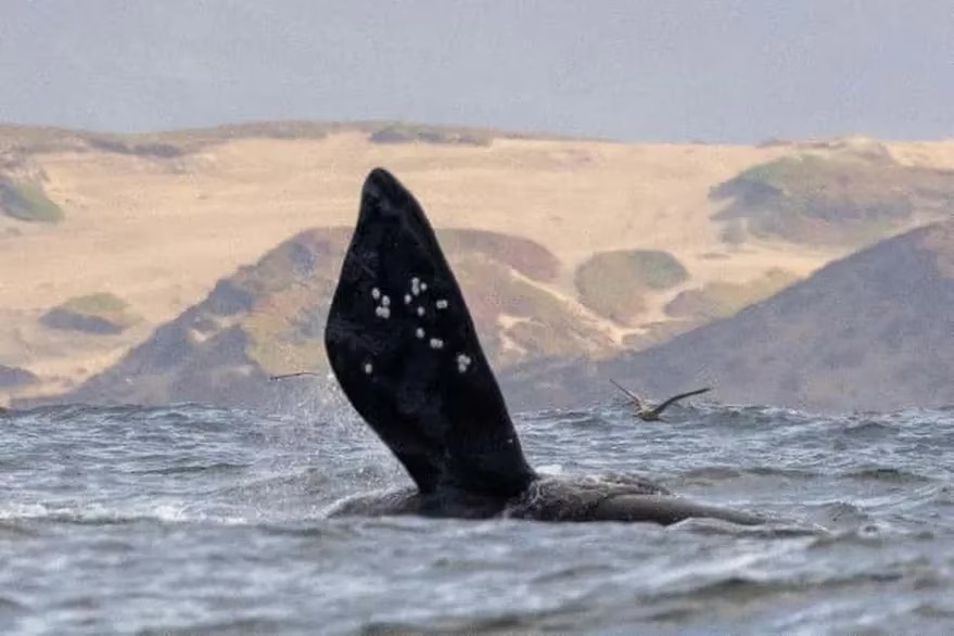 “Era difícil de creer”: Captaron en California una de las criaturas más raras del mundo