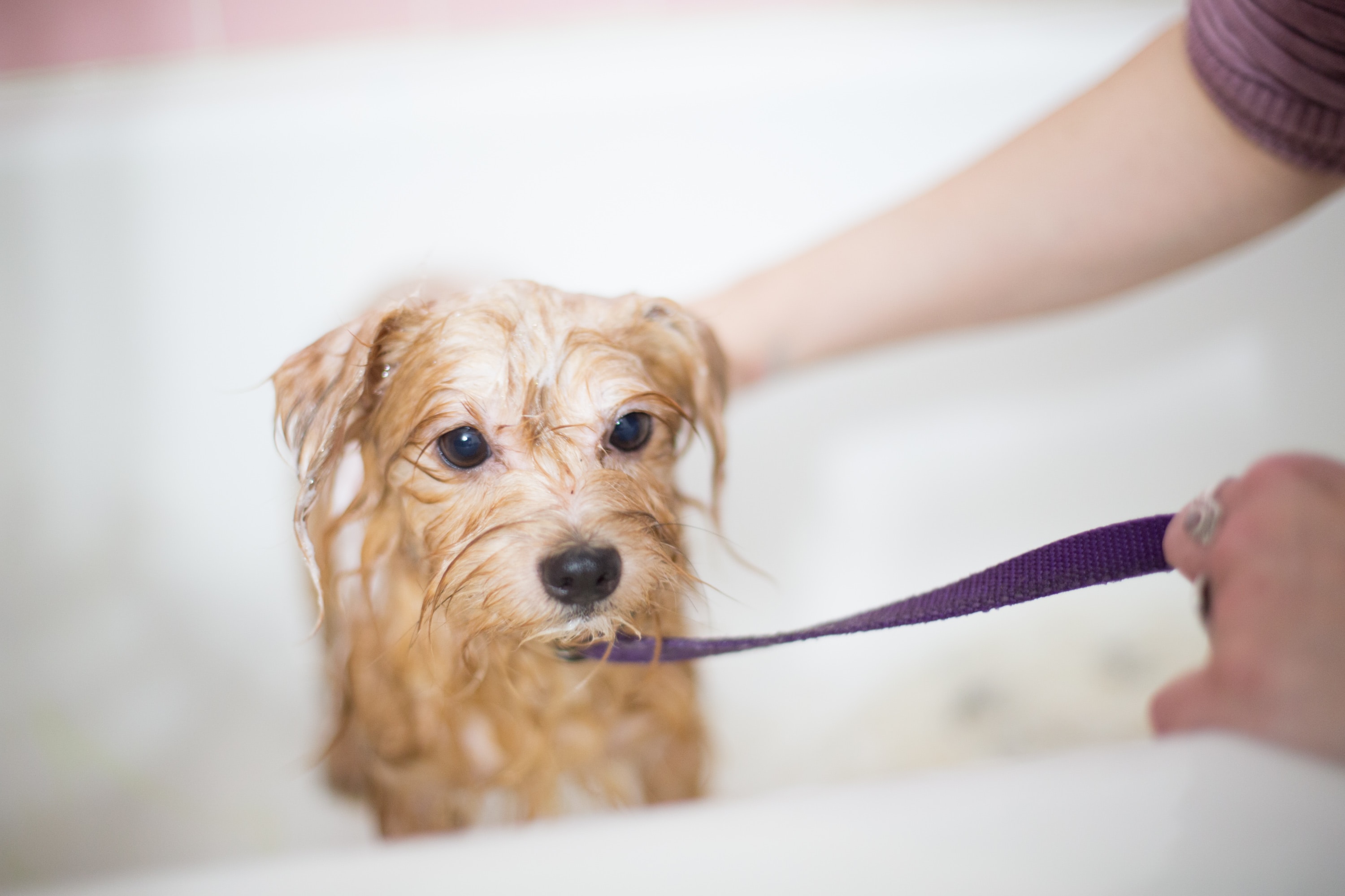 Cada cuánto tiempo hay que bañar a los perros según su pelaje