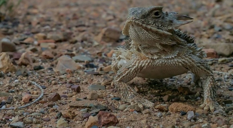 Lagarto cornudo, la curiosa especie que lanza sangre por los ojos