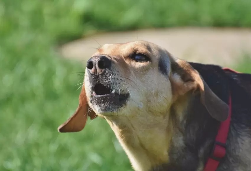 Acabó con la vida de su vecino porque no recogía los excrementos de su perro