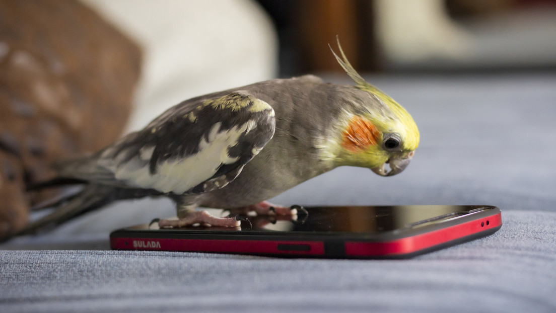 Loros aprenden a hacerse videollamadas y esto les ahorra problemas psicológicos