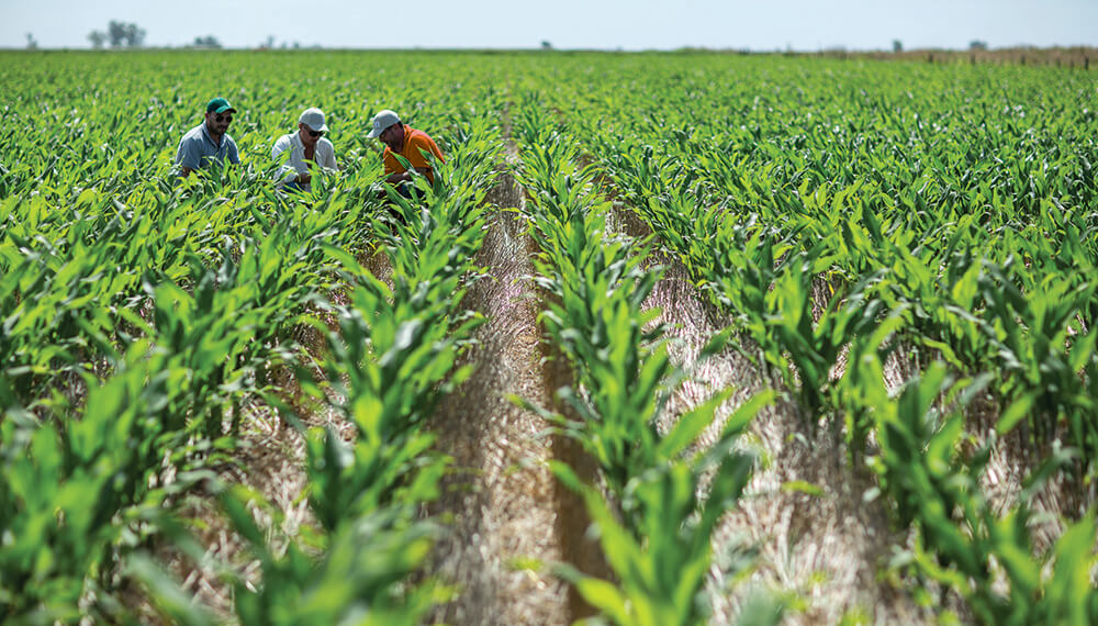 Cosecha de arroz en Guárico está “en veremos” ante escasez de gasoil en la región