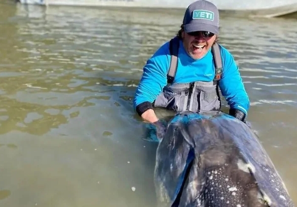 “Es un dinosaurio viviente”: Capturó a un esturión de 270 kilos y más de 100 años (VIDEO)