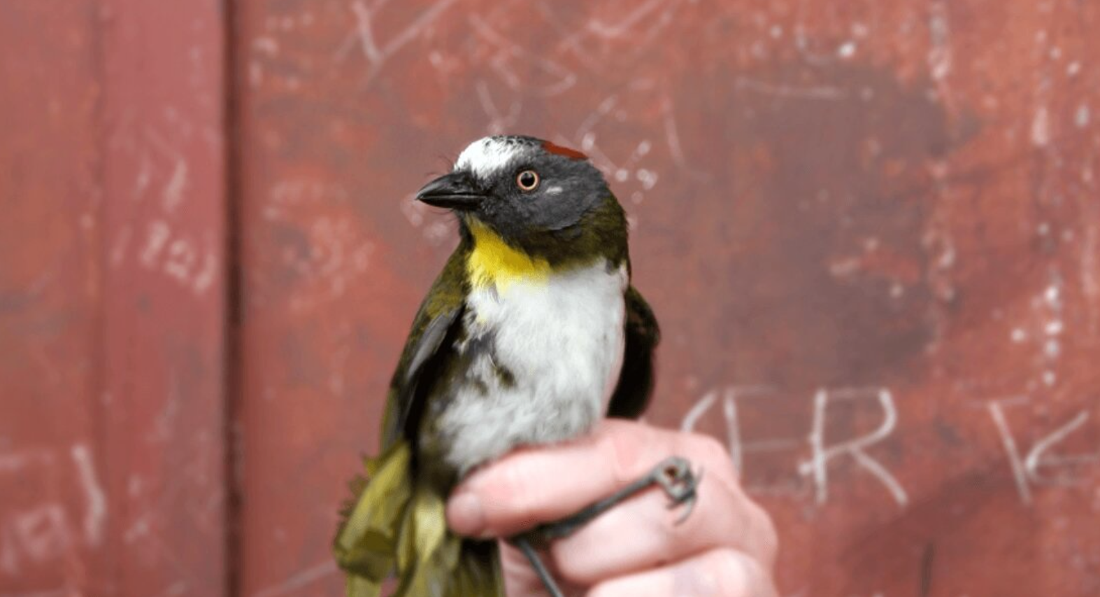 ¿Inocente paloma? Las aves con potente veneno en sus plumas que provocan calambres e insuficiencia cardíaca