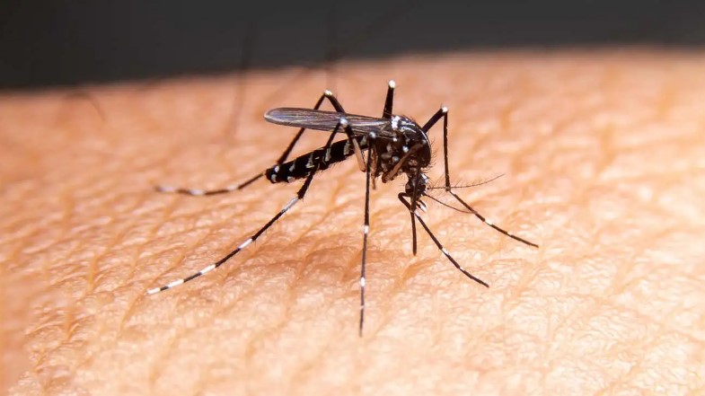 ¿Sufres de picaduras de mosquitos? Este jabón podría ser el culpable