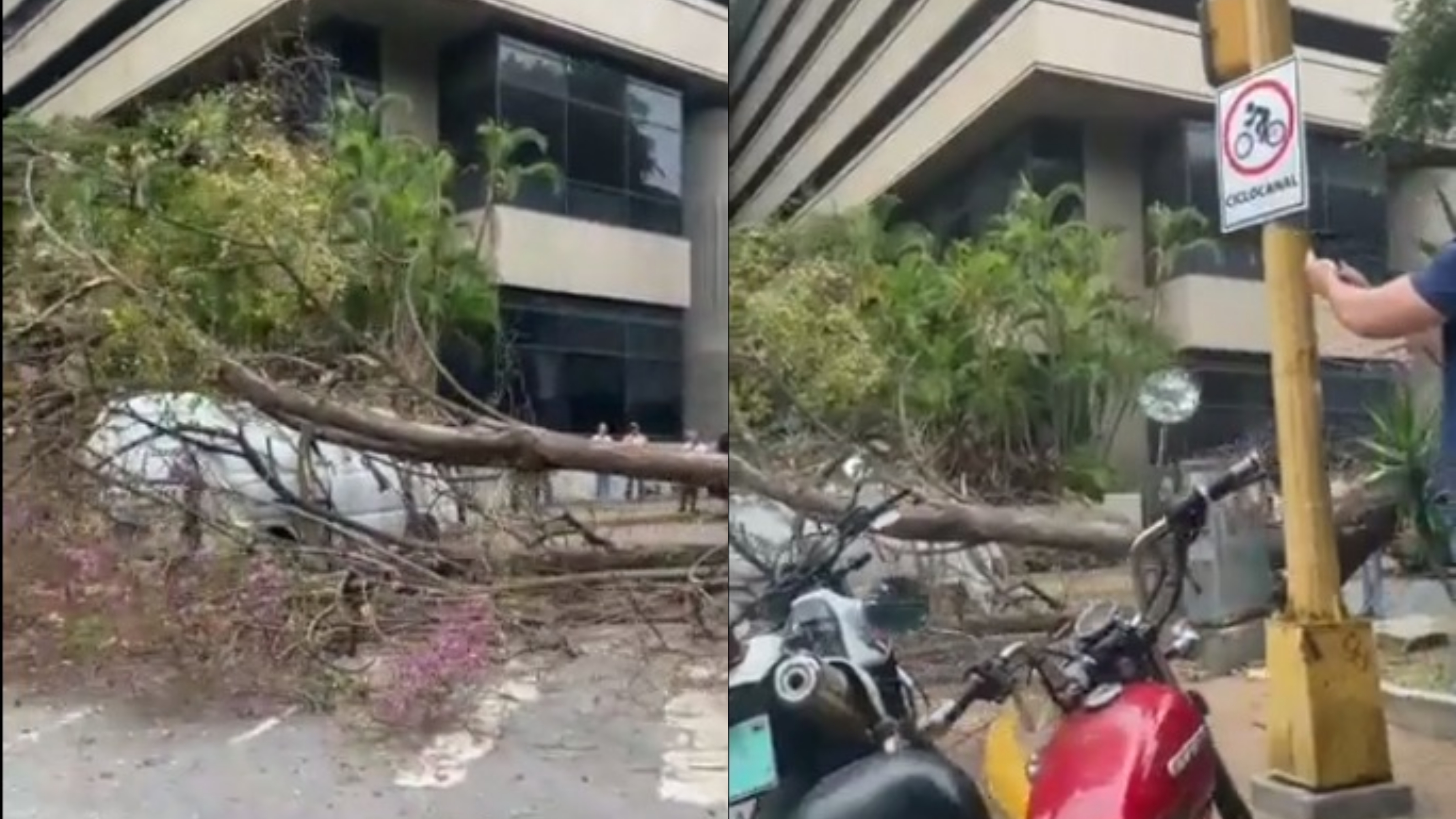 En imágenes: enorme árbol cayó cerca de La Plaza de La Castellana este #18May